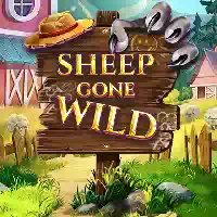 sheep gone wild